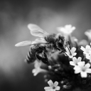 Banner image of Spider and Bee